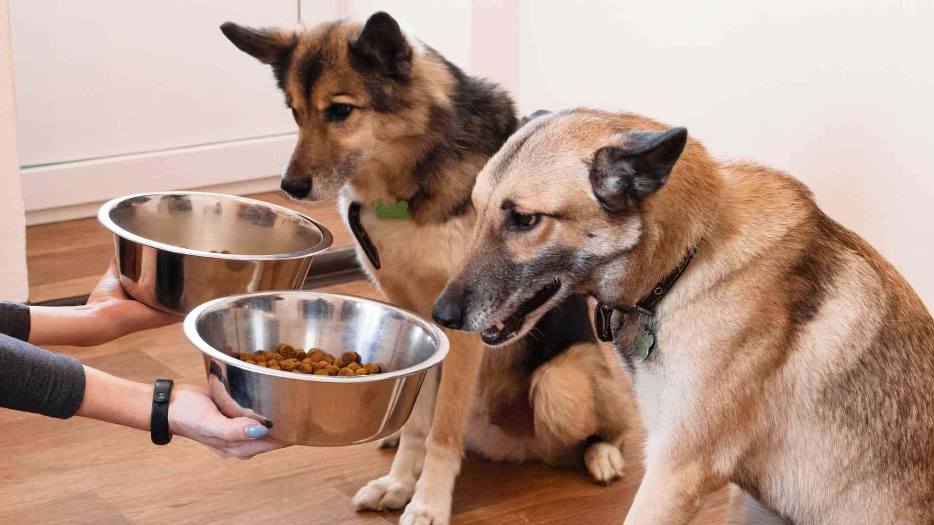 Perros no comen pienso